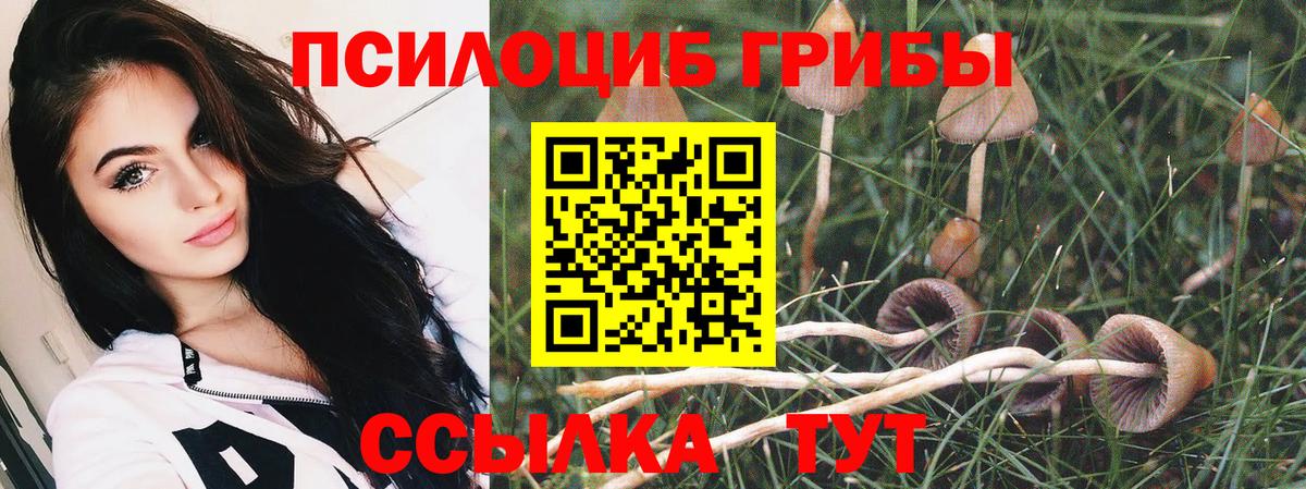где найти наркотики  Махачкала  Галлюциногенные грибы Psilocybe 